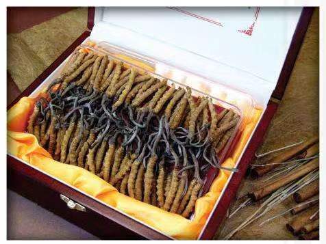 庄浪冬虫夏草回收?